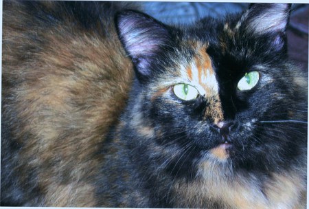 Miss Blaze