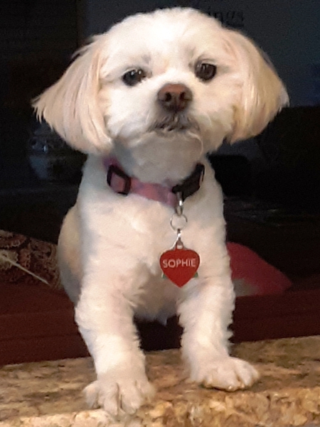 Sophie
