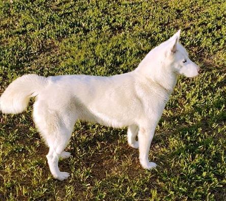 Mika