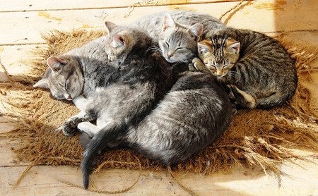 Catnap