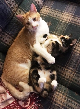 Pip & Lilly