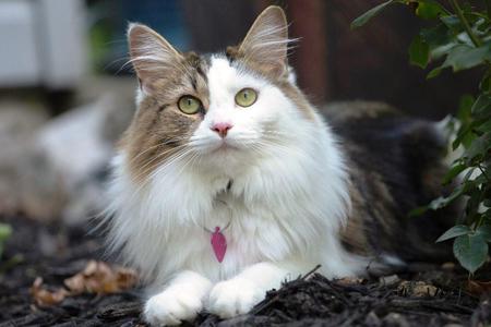 Kiki