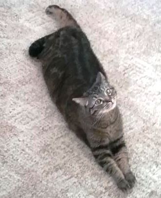 Pogo