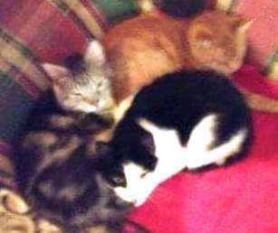 Loverboy, Misfit, and Orangie
