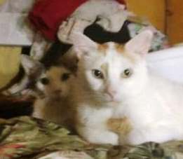 Motcho and Frisco