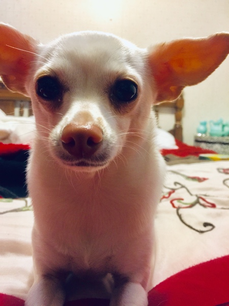 Coconut
