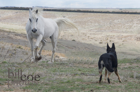 Spirit plays with Spike