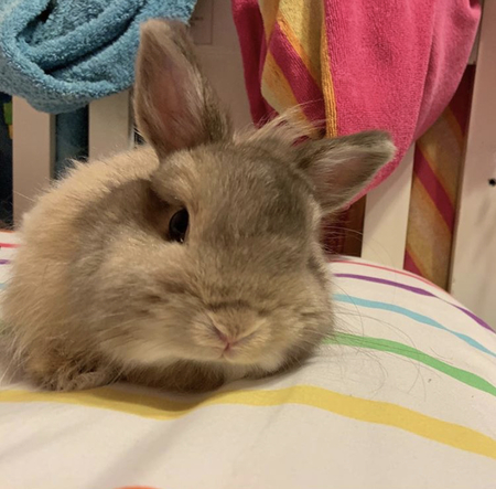 Bun Bun 
