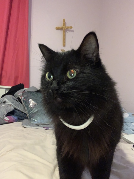 Trixie 