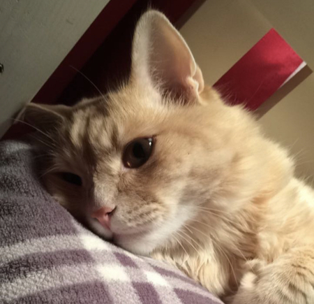 Milo
