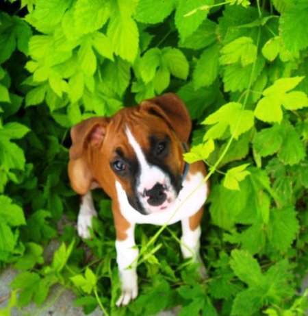 Jax
