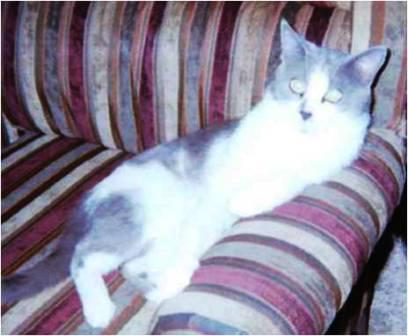 Romeo