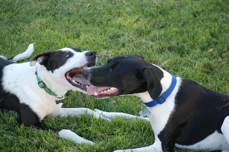 Zipper & Beau