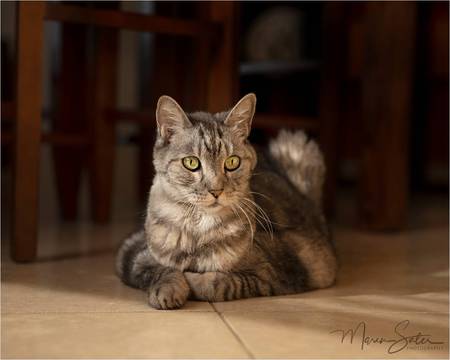 Cleopatra (Cleo)