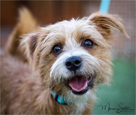 Lucky ("Lucky Goodsniffer")