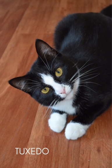 Tuxedo
