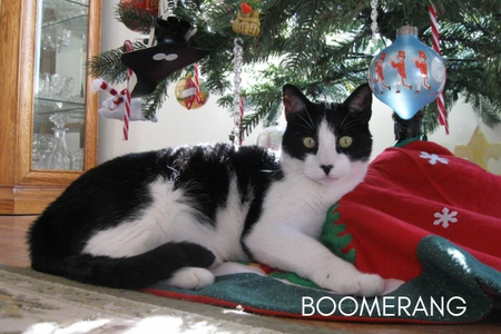 Boomerang