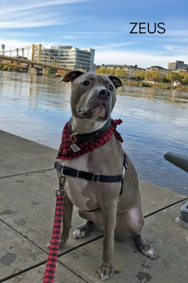 Zeus