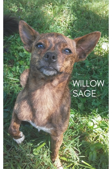Willow Sage