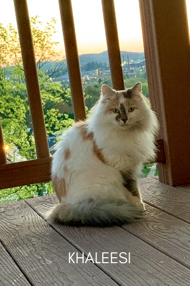 Khaleesi