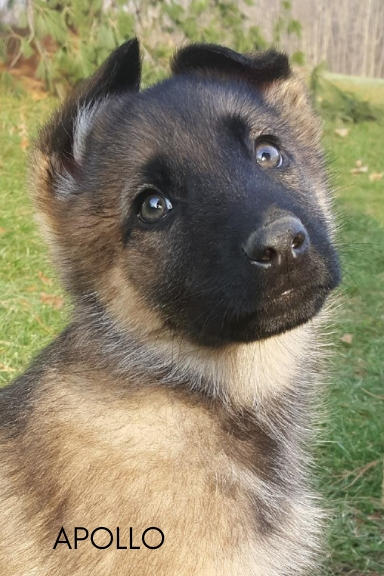 Apollo