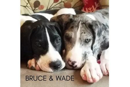 Bruce & Wade