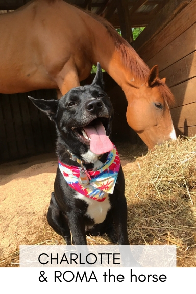 Charlotte (dog)  & Roma(horse)