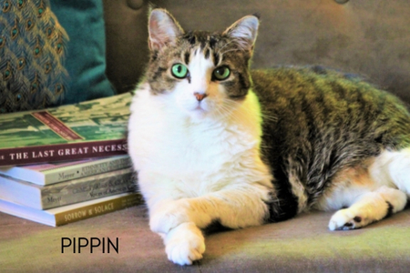 Pippin