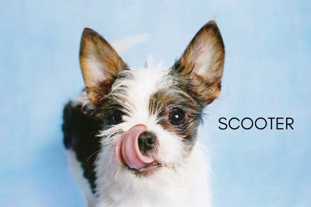 Scooter
