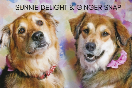 Sunnie Delight & Ginger Snap