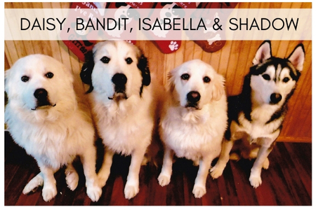 Daisy, Bandit, Isabella & Shadow