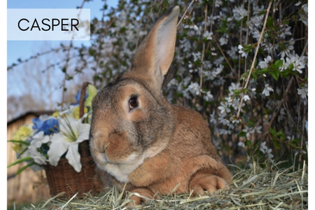 Casper