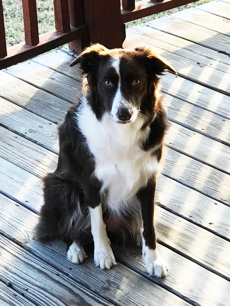 Daisy