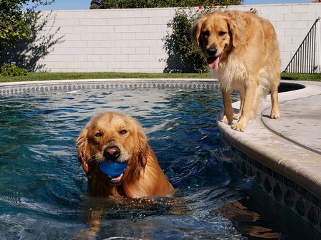 Bella & Bear