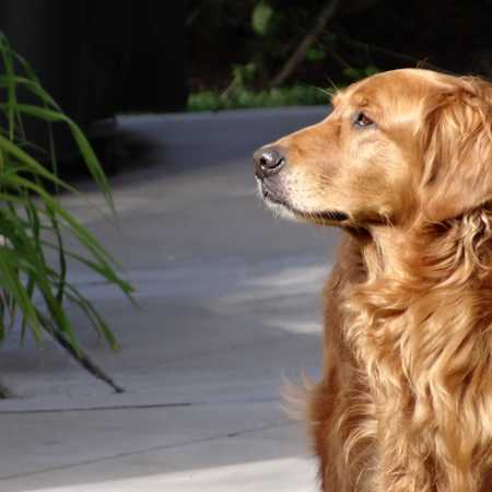 Buddy 