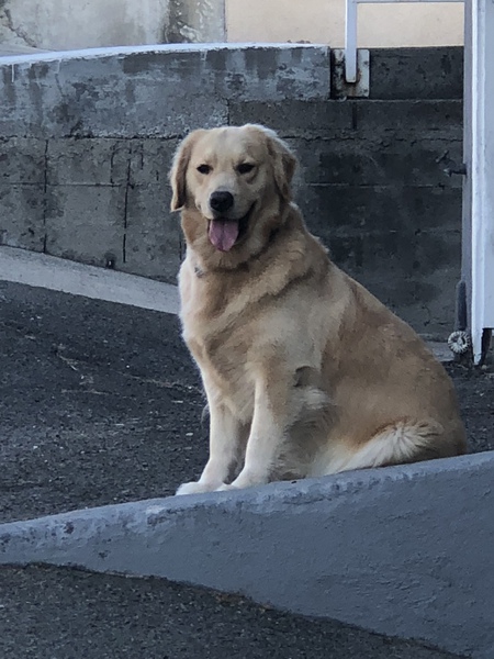 Bailey 