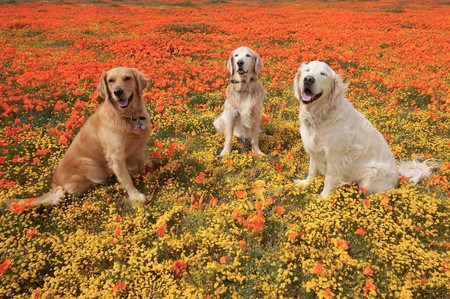 Mia, Hero and Beau  