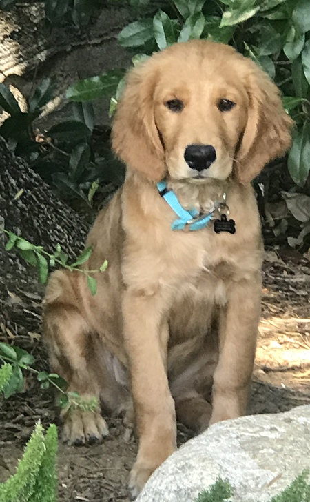 Bo