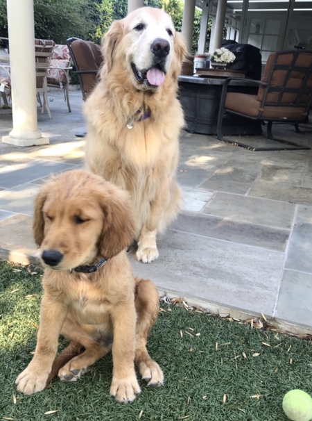 Duke and Bo