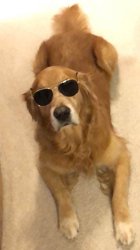Pasha