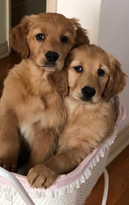 Mila (on the left side) Laska (right side