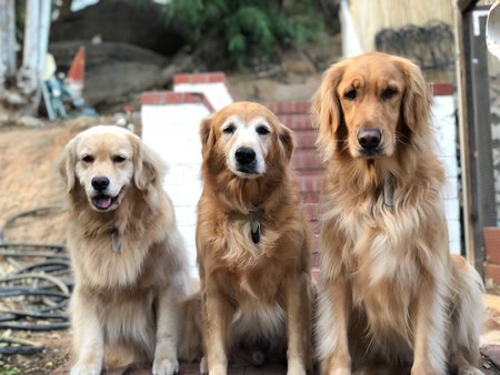 Sky, Simmer & Dudley