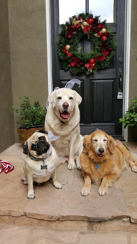 Milo (Pug), Hunter (White Lab), Halle (Golden Retriever)