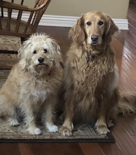 Honey (and Molly)