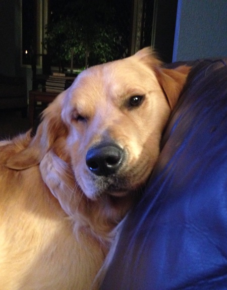 Benny relaxin’ on the sofa.