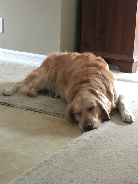 Sammy