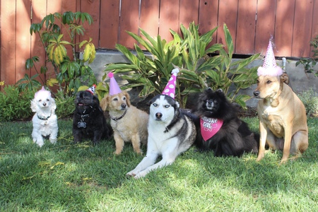  Sophie, Roxy, Lilly, Ayla, Roxy, Jonah, and Stella