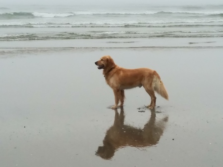 Duke