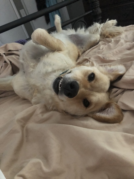 Buddy (previously Bailey)