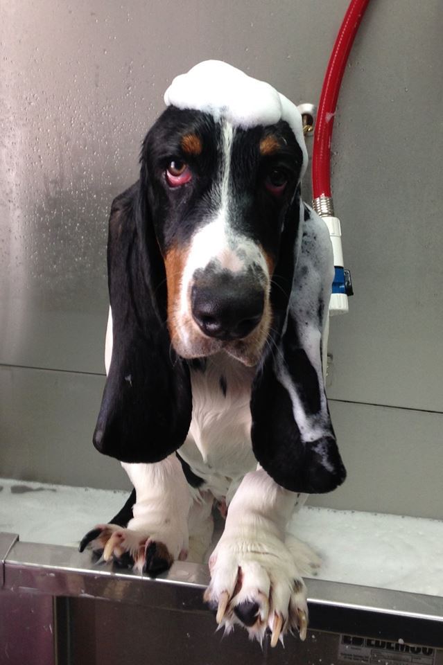 Vote for Finnegan New England Basset Hound Rescue 2020 Calendar Contest